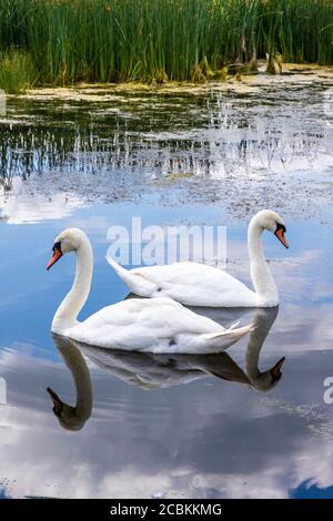 Ein Paar stumme Schwäne am Schnepfenpool am Coombe Hill Canal and Meadows Nature Reserve, Coombe Hill, Gloucestershire UK Stockfoto