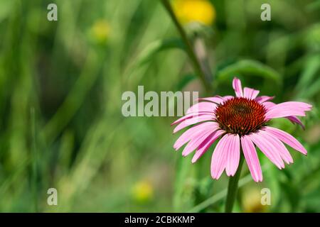 Echinacea Blumenkopf im Sommer Stockfoto