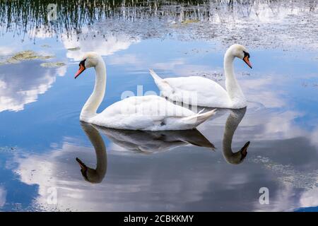 Ein Paar stumme Schwäne am Schnepfenpool am Coombe Hill Canal and Meadows Nature Reserve, Coombe Hill, Gloucestershire UK Stockfoto