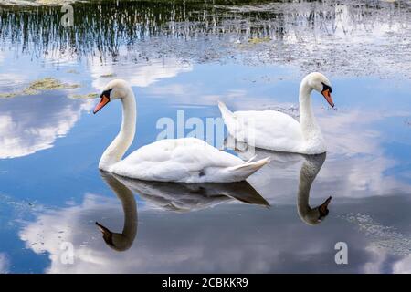 Ein Paar stumme Schwäne am Schnepfenpool am Coombe Hill Canal and Meadows Nature Reserve, Coombe Hill, Gloucestershire UK Stockfoto