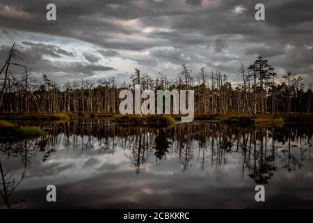 Insel mit getrockneten Bäumen mit einem grünen Baum in der Mitte und ihre Reflexion im Moorsee. Stockfoto