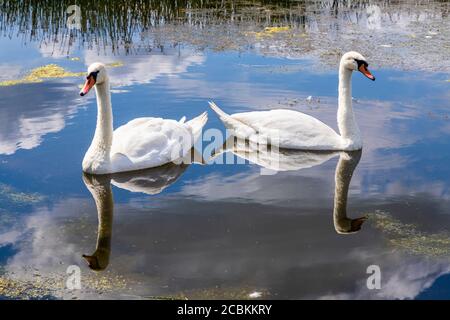 Ein Paar stumme Schwäne am Schnepfenpool am Coombe Hill Canal and Meadows Nature Reserve, Coombe Hill, Gloucestershire UK Stockfoto