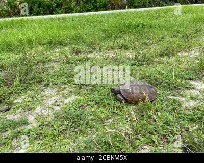 Eine Gopher Schildkröte, die auf einem grasbewachsenen Gebiet in Florida läuft. Stockfoto