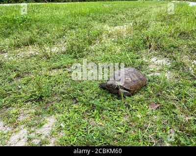 Eine Gopher Schildkröte, die auf einem grasbewachsenen Gebiet in Florida läuft. Stockfoto