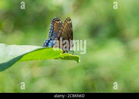 Rot gepunkteter Lila Schmetterling im Sommer Stockfoto