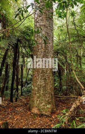 Der Nadelbaum Kauri, Agathis australis, in Parry Kauri Park, Warkworth, Nordinsel, Neuseeland. Stockfoto