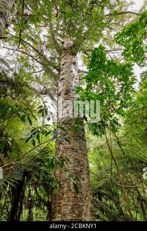 Der Nadelbaum Kauri, Agathis australis, in Parry Kauri Park, Warkworth, Nordinsel, Neuseeland. Stockfoto