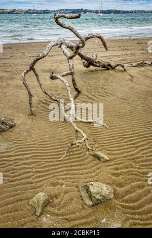 Driftwood Baum Äste an einem Sandstrand, North Island, Neuseeland. Stockfoto