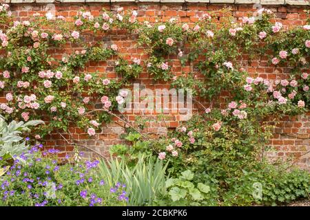 Ummauerter Garten mit Rosen #2 Stockfoto