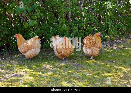 Freirange Buff orpington Hühnerhenne in einem Garten. Malmkoping schweden Stockfoto