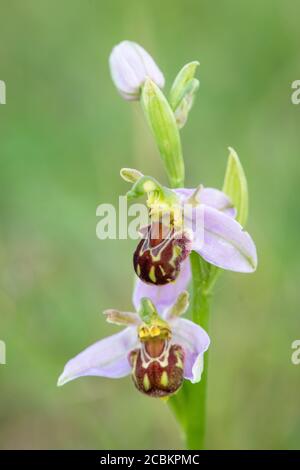 Bienenorchidee (Ophrys apifera) wächst wild Stockfoto