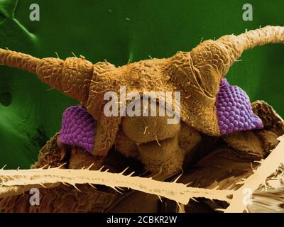 SEM-Bild der Blattläuse Stockfoto