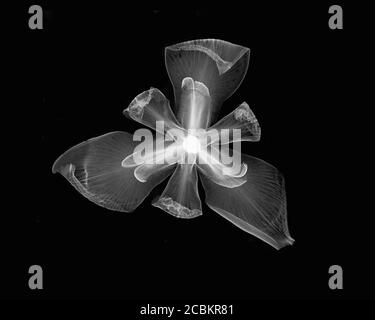 Invertiertes Bild der afrikanischen Irisblume Stockfoto
