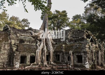 Ruinen mit überwucherem Baum, Ta Prohm, Angkor Wat, Siem Reap, Kambodscha, Südostasien Stockfoto