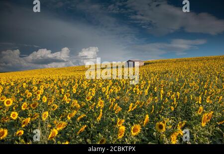 Sonnenblumen im Feld, Valensole, Provence, Frankreich Stockfoto