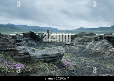 Lavafeld und blühender Thymian, Dyrholaey, Myrdalshreppur, Island Stockfoto