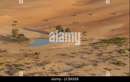 Oase in der Wüste des leeren Viertels, zwischen Saudi-Arabien und Abu Dhabi, VAE Stockfoto