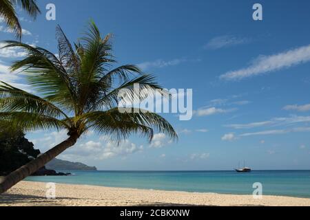 Palmen und blauer Himmel am Surin Beach, Phuket, Thailand Stockfoto