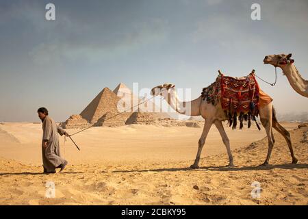Mann zieht Kamele vor den Pyramiden von Gizeh, Ägypten Stockfoto