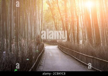Sagano Bambuswald, Kyoto, Japan Stockfoto