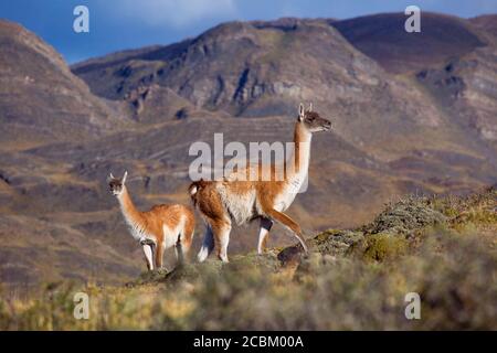 Zwei Guanacos am Hang vor den Bergen, Torres Del Paine Nationalpark, Chile Stockfoto