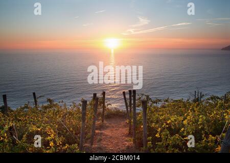Sonnenuntergang, Weinberge in Riomaggiore, Cinque Terre, Italien Stockfoto