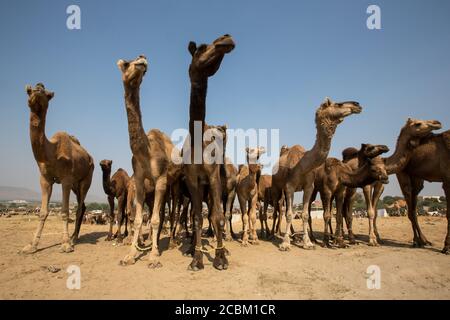 Kamele in Pushkar Camel Fair, Pushkar, Rajasthan, Indien Stockfoto