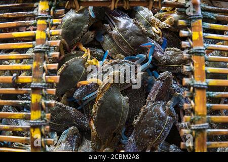 Blaue Krabben (Callinectes sapidus) in der Korb-Ansicht von oben, Kep, Kampot, Kambodscha Stockfoto