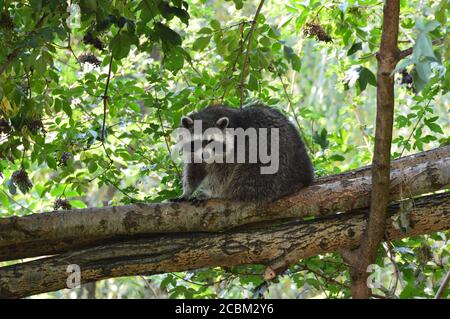 Waschbär in Dierenrijk Mierlo in den Niederlanden Stockfoto