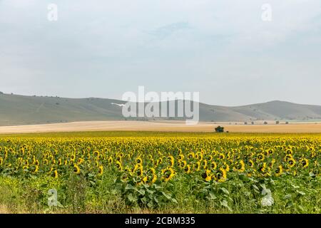 Sonnenblumenfeld voller heller Sonnenblumen in der Nähe von Stanton St Bernard, Wiltshire mit Alton Barnes weißem Pferd im Hintergrund. Heißer Sommertag mit Dunst Stockfoto