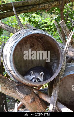 Waschbär in Dierenrijk Mierlo in den Niederlanden Stockfoto