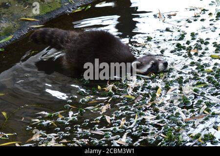 Waschbär in Dierenrijk Mierlo in den Niederlanden Stockfoto