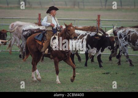 Indianischer Cowboy auf Pferden, der Longhorn-Rinder auf der texanischen Ranch treibt. ©Bob Daemmrich Stockfoto