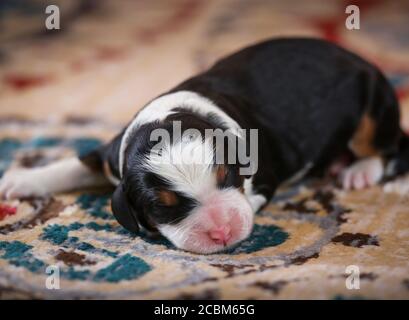 F1 Dreifarbige Miniatur Bernedoodle Puppy auf dem Boden liegend schlafen Stockfoto