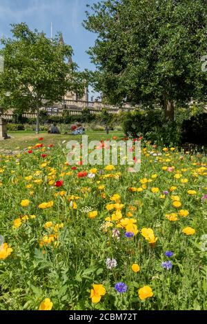 Wildblumen in den Parade Gardens in Bath gepflanzt, um Bienen zu fördern, (lasst uns summen) City of Bath, Somerset, England, Großbritannien Stockfoto