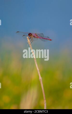 Eine Robenabschäumer (Orthemis ferruginea) Libelle, die auf einem Stock im Hill Country von Texas bei Hunt, USA, thront. Stockfoto