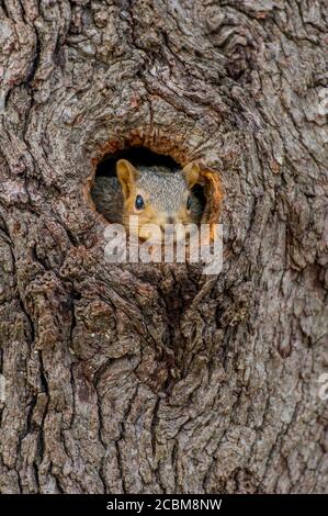 Ein Ostfuchshörnchen (Sciurus niger), die größte in Nordamerika heimische Baumpflederart, guckt aus einem Loch in einem Baum auf dem Hügel Stockfoto