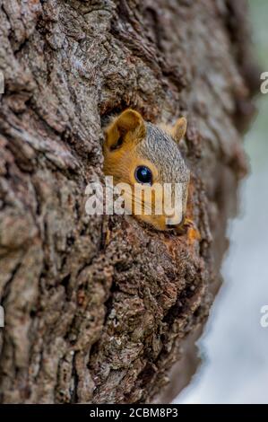 Ein Ostfuchshörnchen (Sciurus niger), die größte in Nordamerika heimische Baumpflederart, guckt aus einem Loch in einem Baum auf dem Hügel Stockfoto