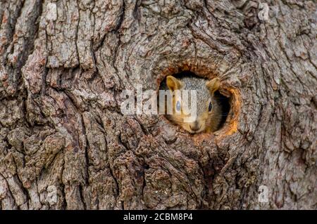 Ein Ostfuchshörnchen (Sciurus niger), die größte in Nordamerika heimische Baumpflederart, guckt aus einem Loch in einem Baum auf dem Hügel Stockfoto
