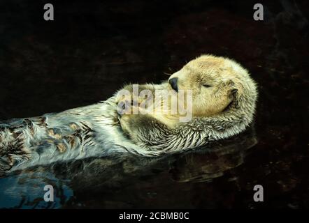 Seeotter posiert im Wasser Stockfoto