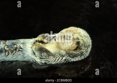 Seeotter posiert im Wasser Stockfoto