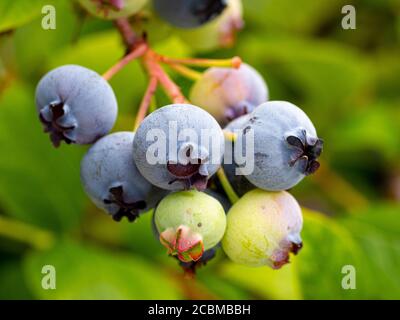 Reife und unreife Heidelbeeren wachsen auf einem Busch, in einem britischen Garten. Stockfoto