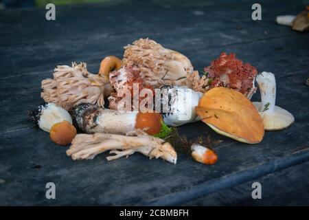 Eine Vielzahl von frisch gepflückten Waldpilzen auf dem Hintergrund eines alten Holztisches Nahaufnahme. Stockfoto