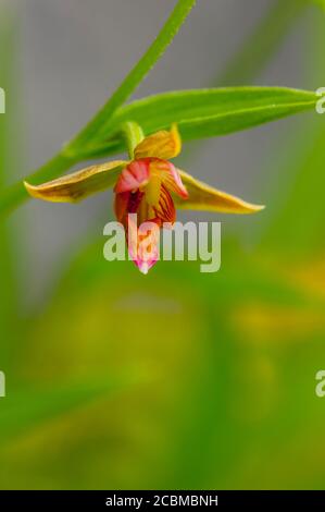 Nahaufnahme einer Stream Orchid (Epipactis gigantea), Chatterbox Orchid oder Giant Hellebore, die in einer Klippe im Hill Country von Texas nahe Hunt blüht Stockfoto