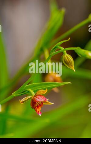 Eine Stream Orchidee (Epipactis gigantea), oder Chatterbox Orchid, oder Giant Hellebore blüht in einer Klippe im Hill Country von Texas in der Nähe von Hunt, USA. Stockfoto