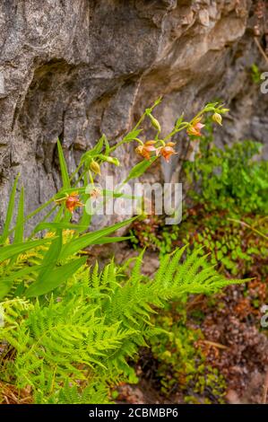 Eine Stream Orchidee (Epipactis gigantea), oder Chatterbox Orchid, oder Giant Hellebore blüht in einer Klippe im Hill Country von Texas in der Nähe von Hunt, USA. Stockfoto