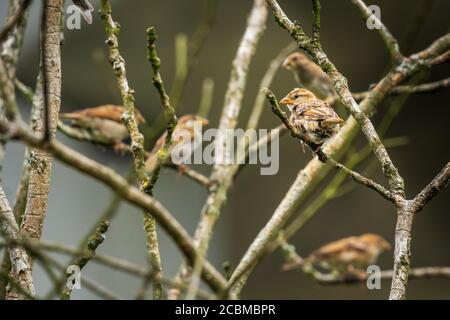 Haus Sparrow Passer domesticus auf Baum Zweig Fene Galicia thront Spanien Stockfoto