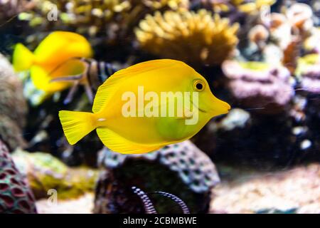Nahaufnahme eines gelben tang, einer der beliebtesten Aquarienfische Stockfoto
