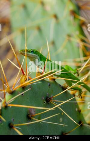 Eine grüne Anole auf einem opuntia Kaktus im Hill Country von Texas bei Hunt, USA. Stockfoto