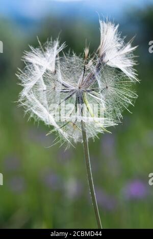 Jack-go-to-bed-at-noon Samen (Tragopogon pratensis). Stockfoto